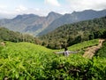 Munnar, Kerala/ India, 15 June 2019 : Beautiful landscape of Kerala, Munnar in India with tea plantation and mountain background Royalty Free Stock Photo