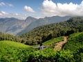 Munnar, Kerala/ India, 15 June 2019 : Beautiful landscape of Kerala, Munnar in India with tea plantation and mountain background Royalty Free Stock Photo