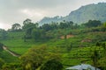 Green tea plantations in Munnar, Kerala, India stock photo Royalty Free Stock Photo