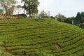 Green tea plantations in Munnar, Kerala, India stock photo Royalty Free Stock Photo