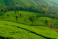 Green tea plantations in Munnar, Kerala, India stock photo Royalty Free Stock Photo