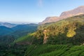Munnar tea estate and the hills Royalty Free Stock Photo
