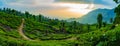 Munnar Tea Garden Panoramic landscape view during sunset Royalty Free Stock Photo