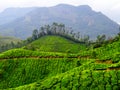 Munnar tea hills Royalty Free Stock Photo