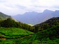 Munnar tea hills Royalty Free Stock Photo