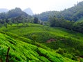 Munnar tea hills Royalty Free Stock Photo