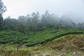 Munnar Tea plantation. Best Tea plants In Munnar, Kerala, India Royalty Free Stock Photo