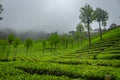 Munnar Tea plantation. Best Tea plants In Munnar, Kerala, India Royalty Free Stock Photo