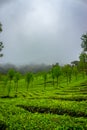 Munnar Tea plantation. Best Tea plants In Munnar, Kerala, India Royalty Free Stock Photo