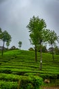 Munnar Tea plantation. Best Tea plants In Munnar, Kerala, India Royalty Free Stock Photo