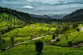 Munnar tea plantation kannan devan hills Royalty Free Stock Photo