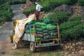 Munnar tea plantation kerala india green