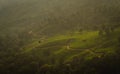 Munnar tea plantation at sunset kerala india green