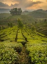 Munnar tea plantation at sunset kerala india green vertical