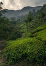Munnar tea plantation at sunset kerala india green vertical