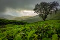 Munnar Tea plantation. Sunset Over Tea Plantations In Munnar, Kerala, India Royalty Free Stock Photo