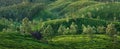 Green hills of tea plantations in Munnar Royalty Free Stock Photo