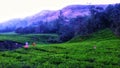 Munnar Tea Plantations Nature Beauty