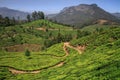 View of the green lush tea hills and mountains around Munnar, Kerala, India