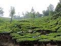 Women working in the tea plantations in Munnar, Kerala, India