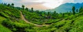 Munnar Tea Garden Panoramic landscape view during sunset Royalty Free Stock Photo