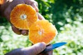 Farmer holding and cutting orange