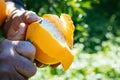 Farmer holding and peeling off orange