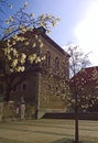 Munnich, Germany Bavarian National Museum and magnolia stellata trees Royalty Free Stock Photo