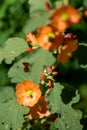 Munro\'s Globemallow