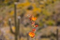 MunroÃ¢â¬â¢s orange globe mallow, also known as Munro\'s Globemallow with a blurred saguaro cactus in the Royalty Free Stock Photo