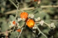 Munro\'s orange globe mallow, also known as Munro\'s Globemallow with a blurred saguaro cactus in the