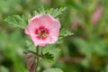 Munros globemallow sphaeralcea munroana