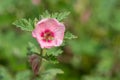 Munros globemallow sphaeralcea munroana flower Royalty Free Stock Photo