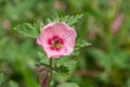 Munros globemallow sphaeralcea munroana flower Royalty Free Stock Photo