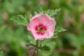 Munros globemallow sphaeralcea munroana flower Royalty Free Stock Photo