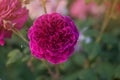 Munstead Wood roses in garden. English Rose Munstead Wood