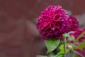 Munstead Wood roses in garden. English Rose Munstead Wood