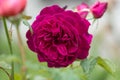 Munstead Wood roses in garden. English Rose Munstead Wood Royalty Free Stock Photo