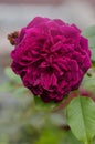 Munstead Wood roses in garden. English Rose Munstead Wood