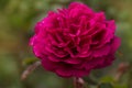 Munstead Wood roses in garden. English Rose Munstead Wood