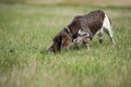 Munsterlander dog