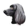 Munsterlander large, German originated dog digital art illustration portrait. Profile closeup of breed purebred offshoot of the