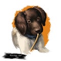 Munsterlander small dog, puppy of German breed digital art