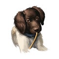 Munsterlander small dog, puppy of German breed digital art