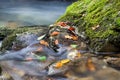 Muntain creek close-up with leafs Royalty Free Stock Photo