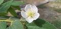 Beautiful Muntingia calabura white flower
