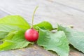 Muntingia calabura, Asian cherry fruit Royalty Free Stock Photo