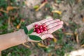 Muntingia calabura fruit is red, round, sweet. shaped like a cherry on the hand of a Thai woman fruit is very useful Children and Royalty Free Stock Photo
