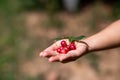 Muntingia calabura fruit is red, round, sweet. shaped like a cherry on the hand of a Thai woman fruit is very useful Children and Royalty Free Stock Photo