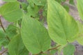 Muntingia calabura plant on jungle